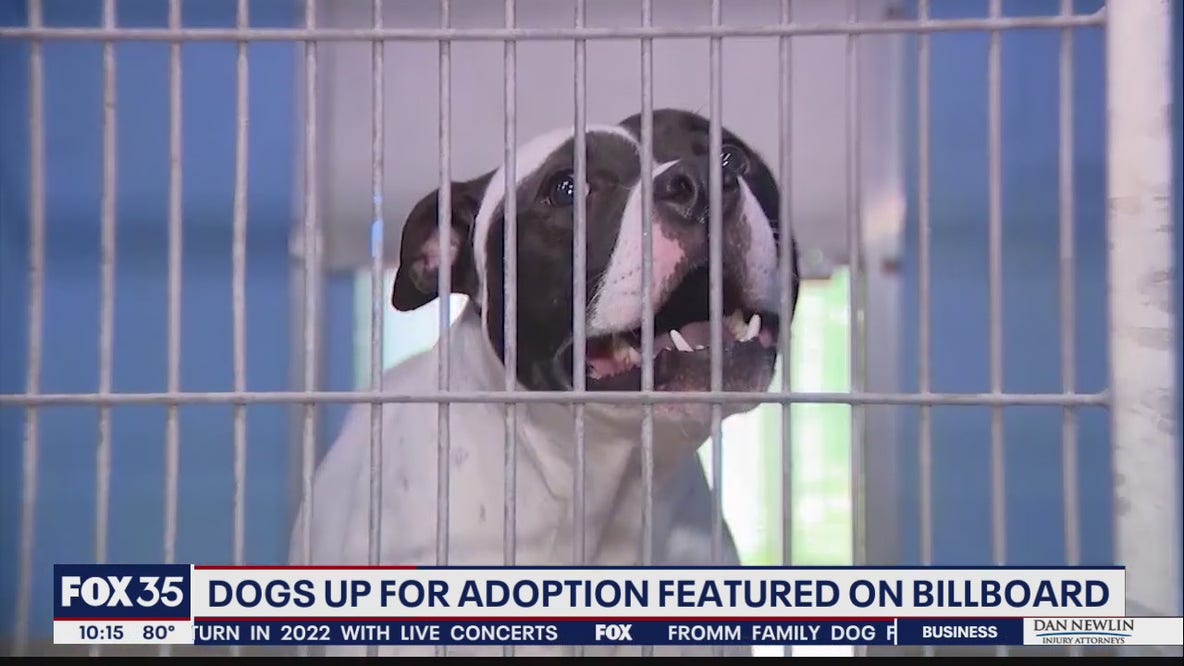 Dogs up for adoption featured on billboard